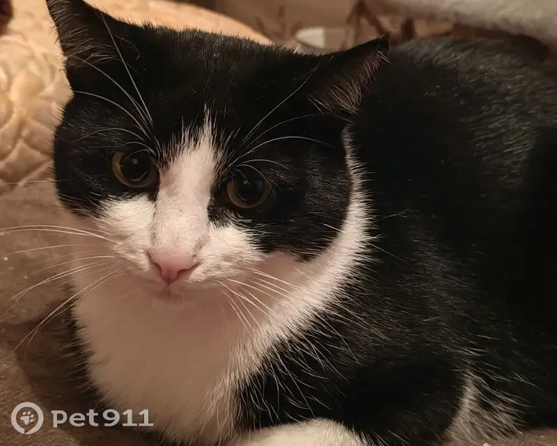 Пропал кот, улица Колышкина, 60, Ярославль - окрас черно-белый - photo