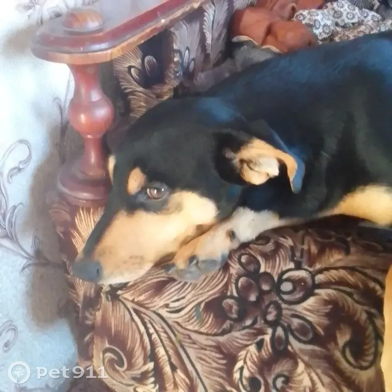 Пропал собака, мужской, улица Ватутина, 11, Алексеевка - photo