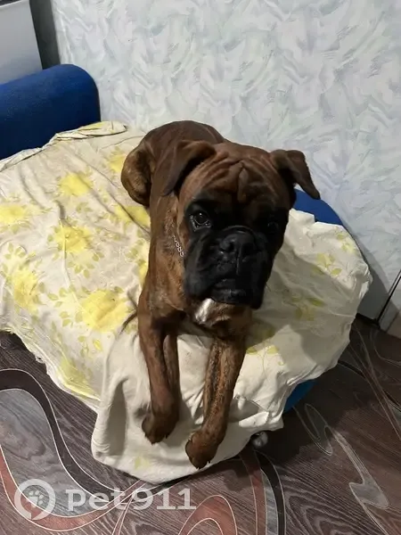 Пропала собака, 97К-001, Чуварлеи - коричневый окрас, висячие ушки - photo