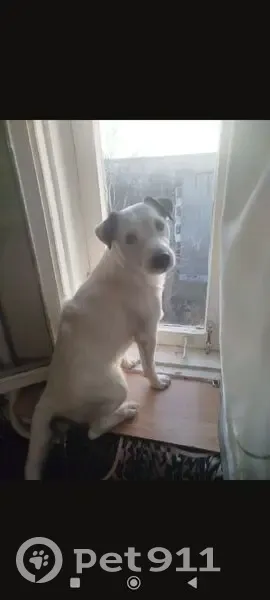 Пропала собака, улица Громова, 134/2, Екатеринбург - белый окрас с коричневыми ушками - photo