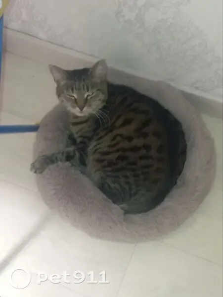 Пропала кошка, улица Мира, 23Б, Череповец - длинные усы - photo