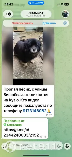 Пропал собака, Вишнёвая улица, Саратов - перебиты задние лапы - photo