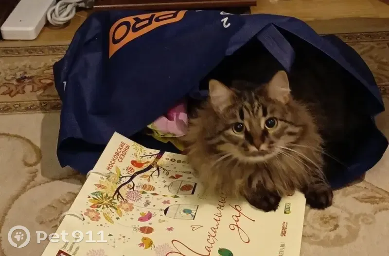 Пропал кот, Студенецкая набережная, городской округ Тамбов - пушистый метис с коричнево-серым окрасом - photo