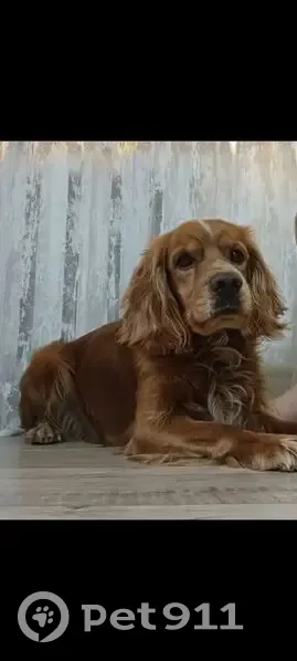 Пропал собака, улица Ленина, Петровский - рыжий кокер спаниель - photo