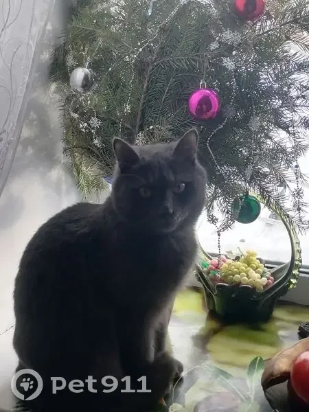 Пропал кот, улица Лизы Чайкиной, 3А, Челябинск - серый с красным ошейником - photo