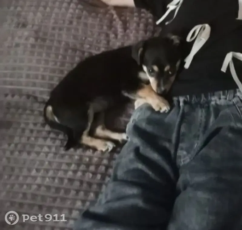 Пропала собака, женский пол, Первомайская улица, Славянское - photo