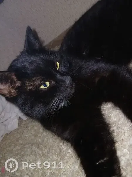 Пропал кот, 15, Камышин - чёрный с белым галстуком и жёлтыми глазами - photo
