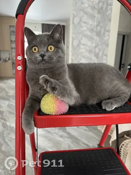 Пропала кошка, Луговая улица, Новый - британская порода, откликается на Анфиса - photo