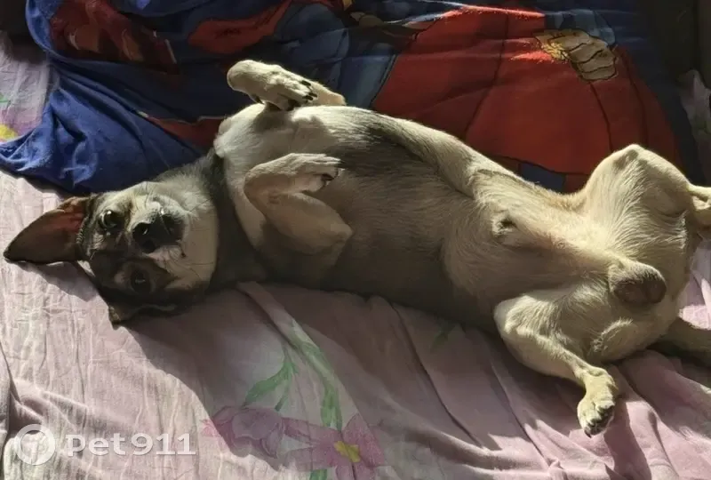 Пропала собака, улица Халтурина, 47, Кемерово - серого цвета, в синем комбинезоне - photo