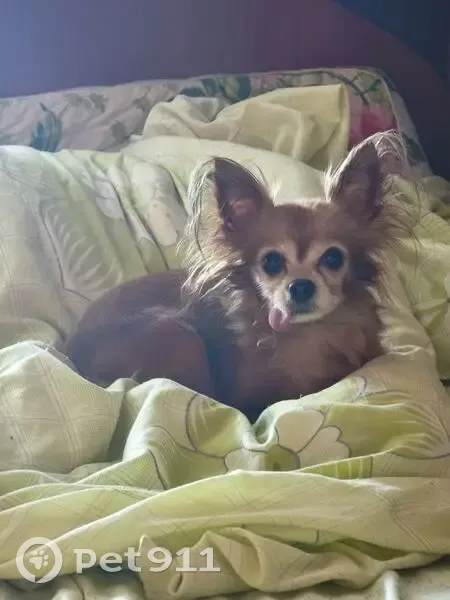 Пропала собака, Набережная улица, 67, Липин Бор - коричневый окрас, выпадает язык - photo