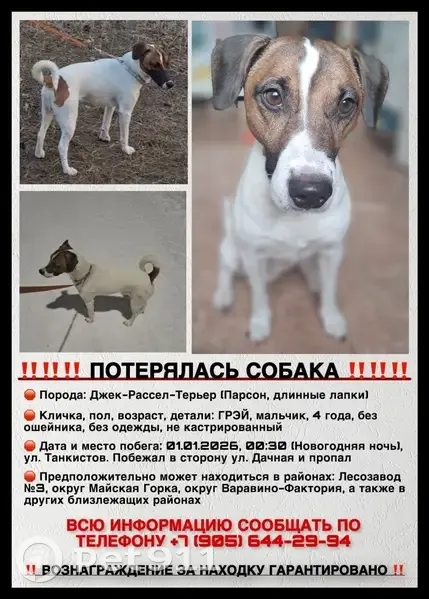 Пропал собака, улица Танкистов, Архангельск - photo