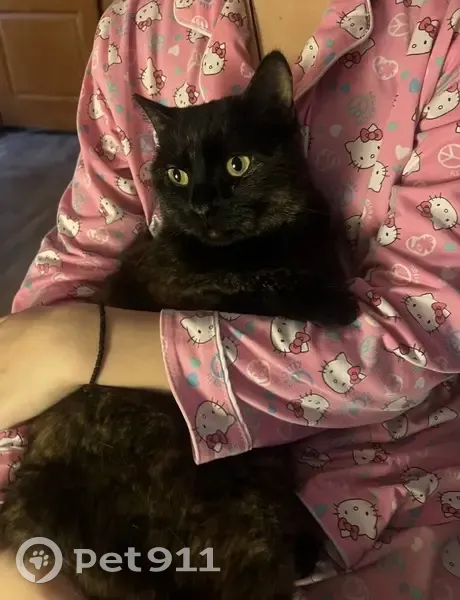 Пропала кошка, Московская улица, 90, Саратов - ласковая, с маленьким шрамом на ушке - photo