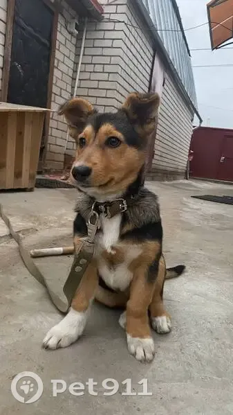 Пропала собака, 4-я Муромская улица, 114, Казань - громко лает, без ошейника - photo