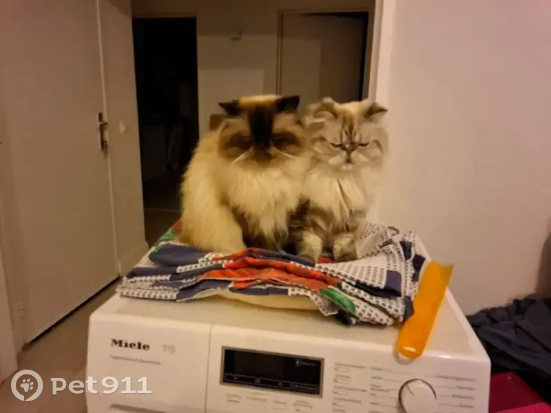 Пропала кошка, Красногородская улица, Опочка - гималайский перс с чипом - photo