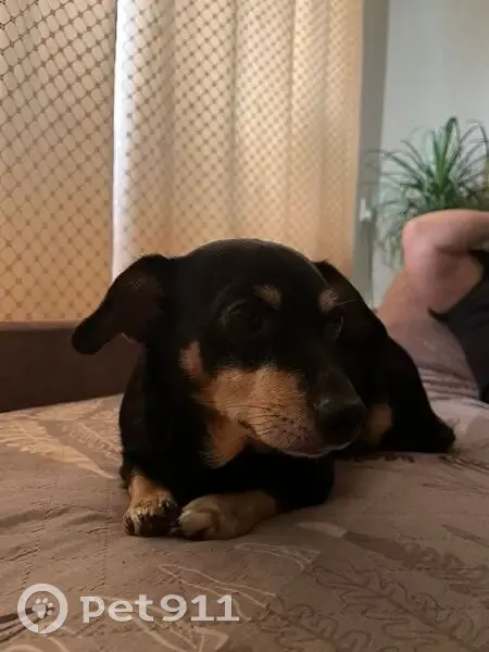 Пропала собака, улица Труда, 18, Красногорское - маленькая смесь таксы и дворняжки - photo