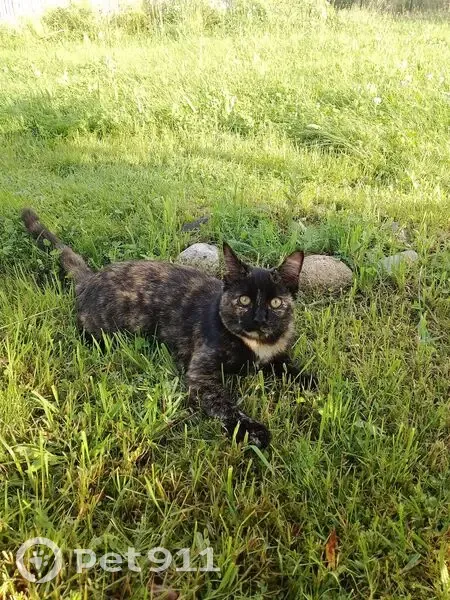 Пропала кошка, Дорожная улица, 11, Валдай - бело-рыжая манишка на шее - photo