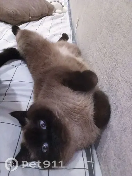 Пропала кошка, проспект Кораблестроителей, Нижний Новгород - сиамская, пушистая - photo