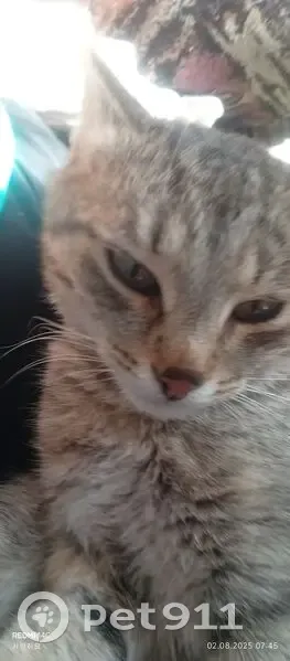 Пропал кот, городской округ Сарапул, Сарапул - тигровый, похож на бенгальского - photo