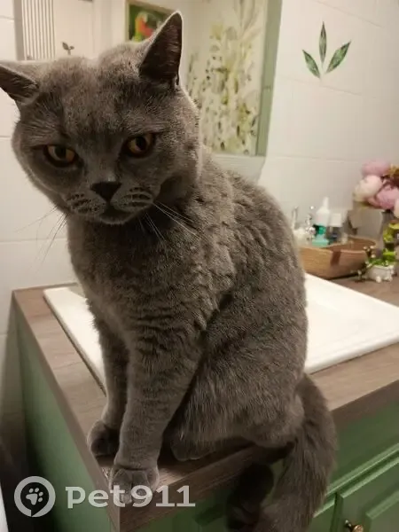 Пропал кот, улица Академика Курчатова, 2Б, Уфа - британский, серый, откликается на Микки - photo