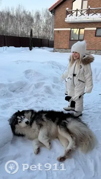 Пропал собака, Ленинский, Тульская область - бело-серый окрас, глаза разного цвета - photo