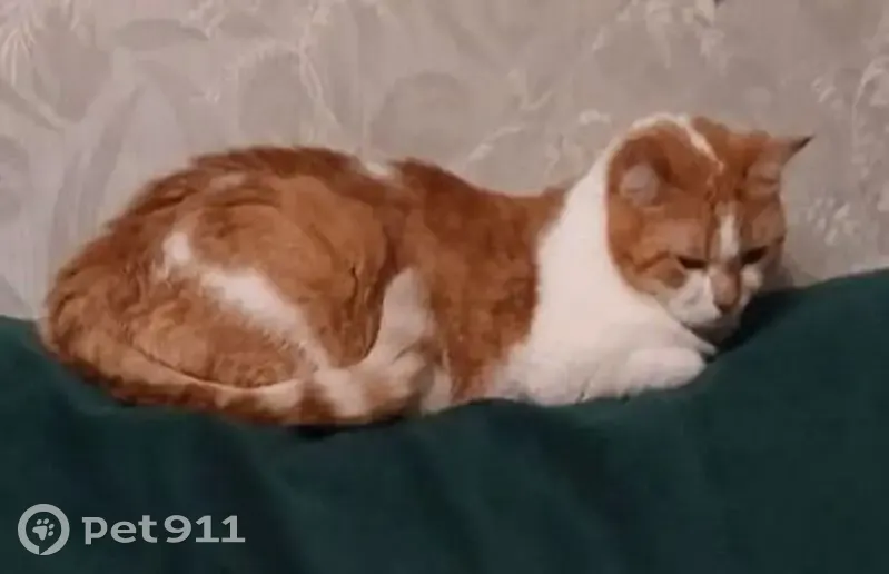 Пропала кошка, Детский переулок, 13, Отрадненское - рыже-белая, небольшая - photo