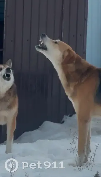Найден собака, Золотухино, Курская область - спокойный и без агрессии - photo