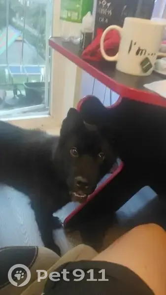 Пропал собака, мужской, ул. Центральная, Ясногорский - чёрный с белым пятнышком - photo