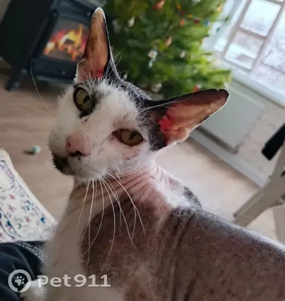 Пропал кот, улица Кирова, 18, Ставрополь - photo