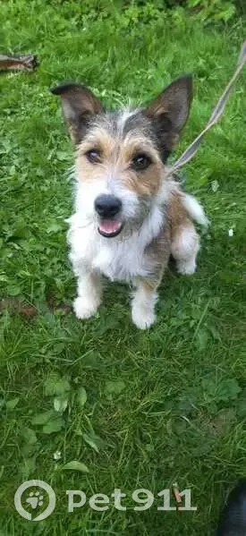 Пропал собака, старая смоленская дорога, Гагаринский район - мальчик по имени Рич, порода фок расел - photo