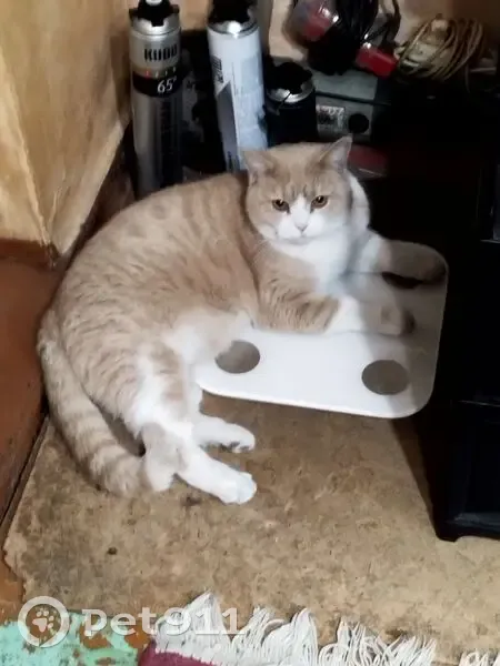 Пропал кот, Греческая улица, Таганрог - крупный и ласковый, с травмой на глазу - photo