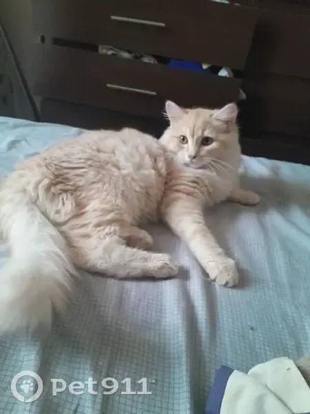 Пропал кот, 50Н-2402, Сузун - ярко оранжевый с белыми пятнами - photo