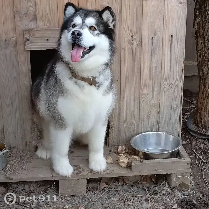 Пропала собака, подъезд к д. Родионцево, Родионцево - photo