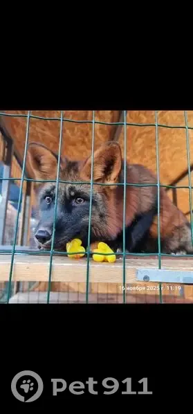 Пропал другой, Рыбинск — похож на овчарку, не агрессивный - photo