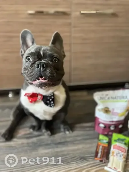 Пропал собака, мужской, Краснодарская улица, 43, Астрахань - серого цвета, белая грудь - photo