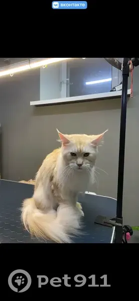 Пропала кошка, Большой Садовый переулок, 26, Ишим - Томас мейкун, персиковый окрас - photo