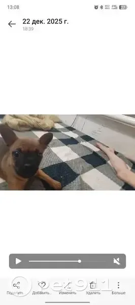 Пропала собака, улица К. Маркса, 16, Кущёвская - рыженькая мордашка, хвост купирован - photo