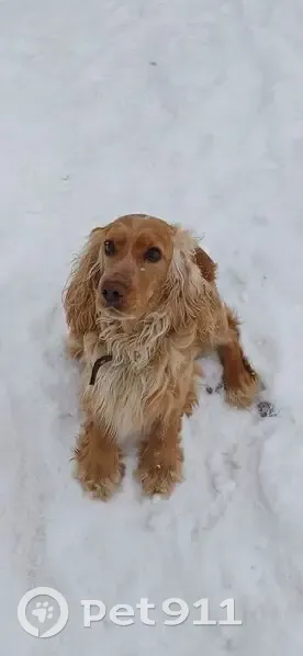 Пропал собака, Сенной переулок, 24, Павловский Посад - пугливый, ошейник с шипами - photo