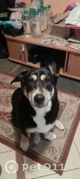 Пропал собака, Киевское шоссе, Апрелевка - добрый и ласковый пёс - photo