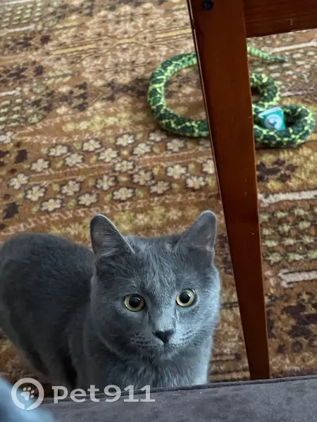 Пропал кот, Берёзовая улица, 35, Северный-Первый - серо-дымчатый 8 месяцев - photo