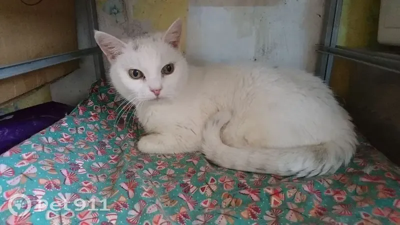 Пропала кошка, Александровский парк, Санкт-Петербург - photo