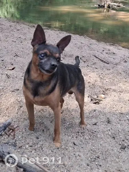 Пропал собака, улица Некрасова, Майкоп - photo