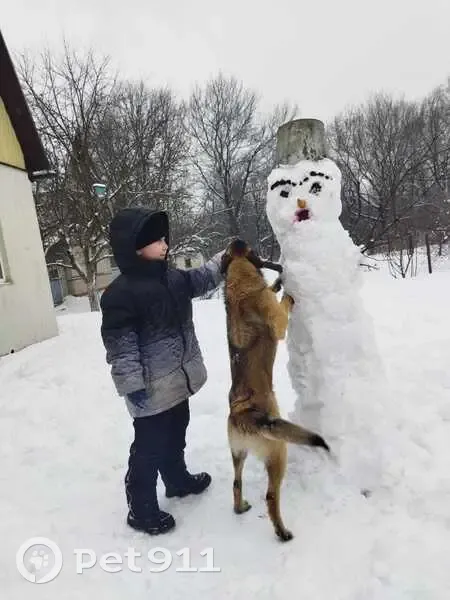 Пропал собака, Зелёная улица, 14А, Воронеж - похож на зонарную овчарку - photo