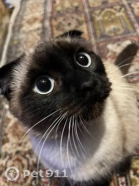 Пропал кот, Съездовская улица, Омск - похож на сиамского - photo