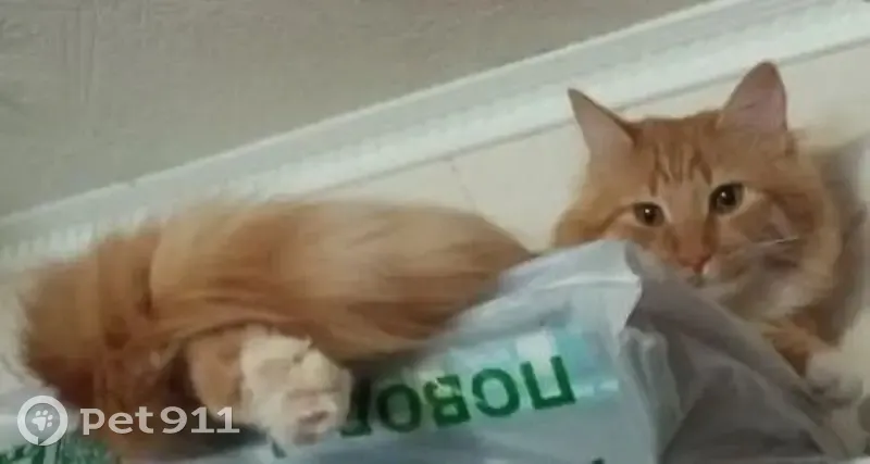 Пропал кот, улица Луначарского, 31, Унеча - рыжий полосатый, откликается на Симба - photo