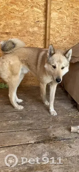 Пропал собака, улица Башкирской Кавдивизии, 45, Уфа - зовут Вальтер, бежевый окрас - photo