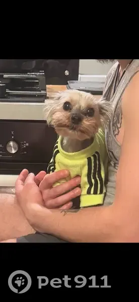 Пропал собака, мужской, Терский переулок, 3, Мурманск - мини Йорк - photo