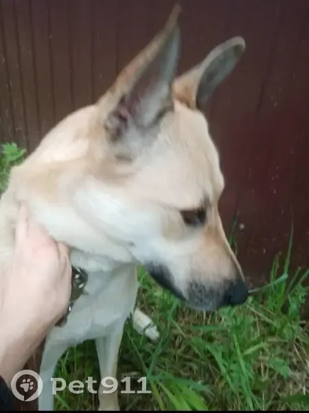 Пропала собака, девочка, Раменский район Копнино Зюзино, Московская область - photo