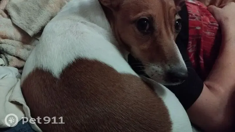 Пропала собака, Ангарская улица, 11, Пенза - девочка породы джек рассел терьер - photo