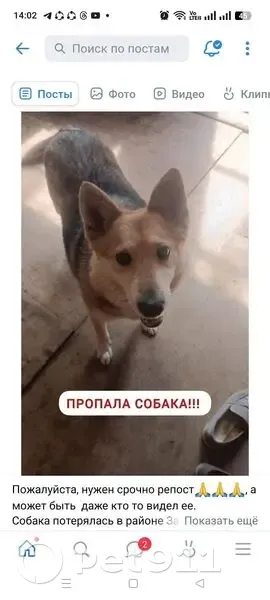 Пропала собака, женский пол, 2-й Красочный тупик, Казань - окрас бело-рыже-черный - photo