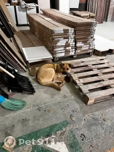 Пропала собака, женский пол, улица Магницкого, Чебоксары - молодая и шустрая - photo